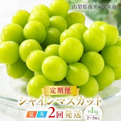 【発送月固定定期便】【夏冬の2回発送】南アルプス市産シャインマスカット定期便 約1.0kg全2回