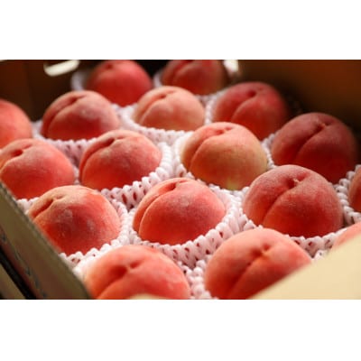 【発送月固定定期便】フルーツギフト専門店が選ぶ南アルプスの厳選フルーツ定期便全3回