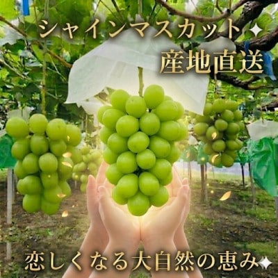 厳選シャインマスカット3～4房(1.8kg～2kg)