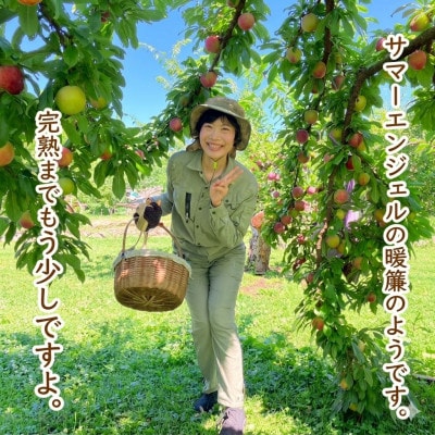 【2026-06-30～発送開始】すもも[希少品種]サマーエンジェル「夏の天使〕精選大玉約1.5kg