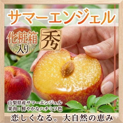 【2026-06-30～発送開始】すもも「希少品種」サマーエンジェル「夏の天使」大玉約2.2kg