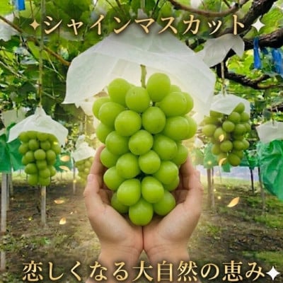 厳選シャインマスカット 4～6房(3kg)　メイア農園から(新鮮直送)