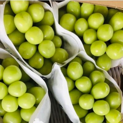 厳選シャインマスカット6～10房(5kg)メイア農園から(新鮮直送)