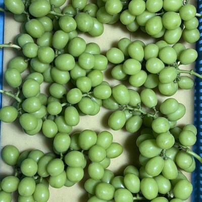 シャインマスカット(新鮮直送・家庭用3kg)メイア農園から恋しくなる大自然の恵みをお届けします。