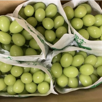 シャインマスカット(新鮮直送・家庭用5kg)メイア農園から恋しくなる大自然の恵みをお届けします。