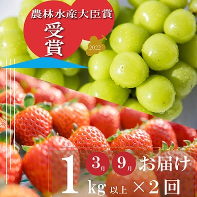 【発送月固定定期便】旬を味わい尽くせ!!イチゴとシャインマスカットの全2回