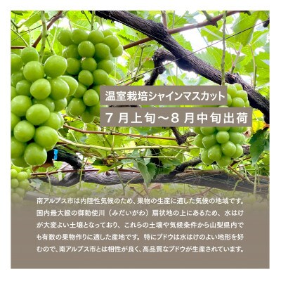 【2024年先行受付】山梨県産 温室栽培シャインマスカット 約2kg(3～5房) ギフト化粧箱