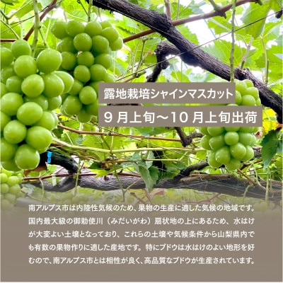 【2024年秋収穫先行受付】山梨県産 シャインマスカット 約1.4kg(2房)