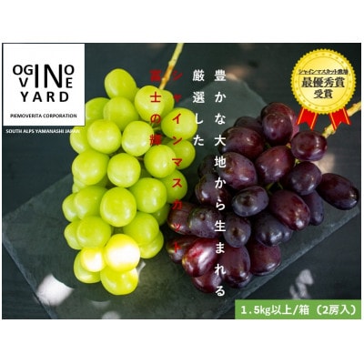 2025年秋収穫先行予約 山梨県産 富士の輝&シャインマスカット 1.5kg以上/箱 2房入