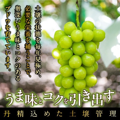 2026年秋収穫先行予約8月下旬～発送 山梨県産シャインマスカット 1.4kg以上/箱 2房入