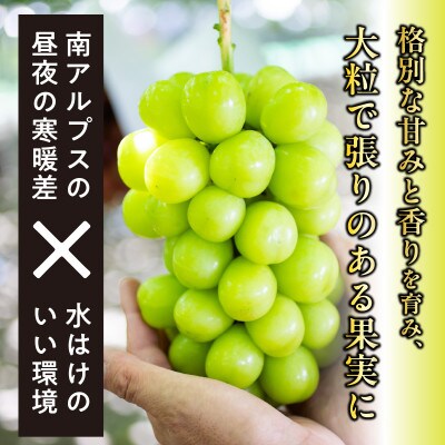 2026年秋収穫先行予約8月下旬～発送 山梨県産シャインマスカット 1.8kg以上/箱 3～4房入