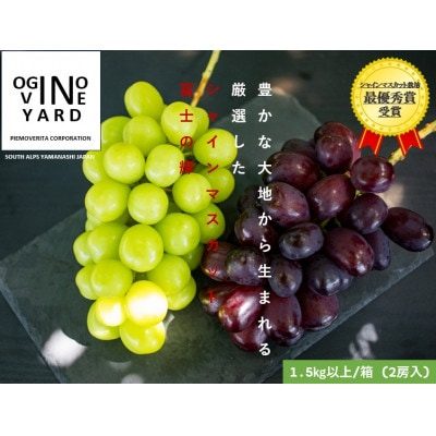 【2026年秋収穫先行予約】山梨県産 富士の輝&シャインマスカット 1.5kg以上/箱(2房入)