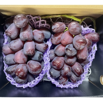 【2026年秋収穫先行予約】山梨県産 富士の輝 合計1.0kg/箱(2房入)