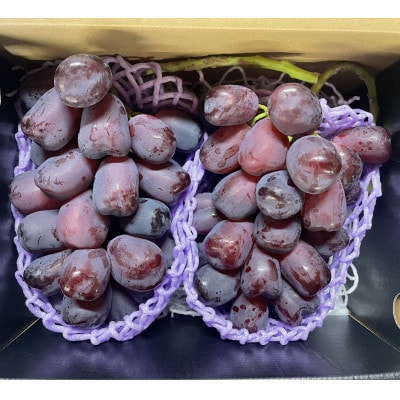 【2026年秋収穫先行予約】山梨県産 富士の輝 合計1.2kg/箱(2房入)