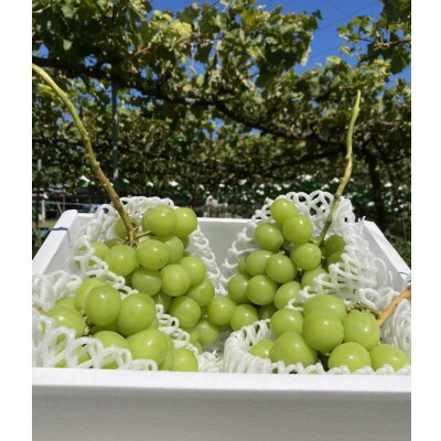 【数量限定:先行受付　9月～10月発送】5～6房　合計3kg以上のシャインマスカット【大満足量】