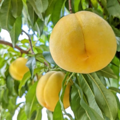 山梨県南アルプス市産 黄金桃 約2kg 5玉~8玉