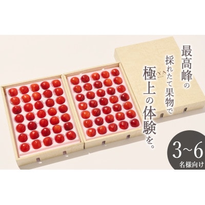 <2025年先行受付>南アルプス市産 大粒さくらんぼ「佐藤錦」2L,3Lサイズ 70粒入