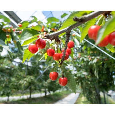 <2025年先行受付>南アルプス市産 大粒さくらんぼ「紅秀峰」2L,3Lサイズ 35粒入