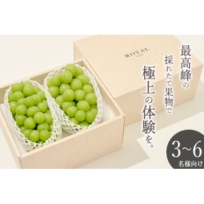 <2025年先行受付>南アルプス市産 大粒シャインマスカット 2房(約1.3kg)