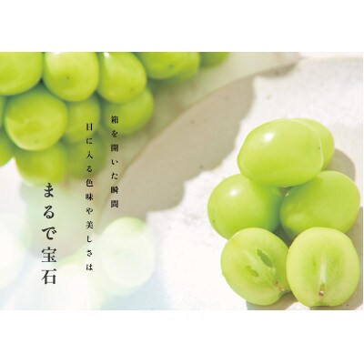 <2025年先行受付>南アルプス市産 大粒シャインマスカット 2房(約1.3kg)
