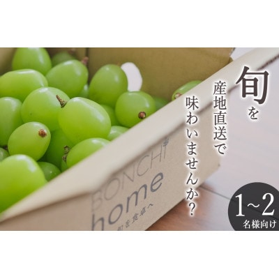 <2025年先行受付>南アルプス市産 粒詰めシャインマスカット 約500g