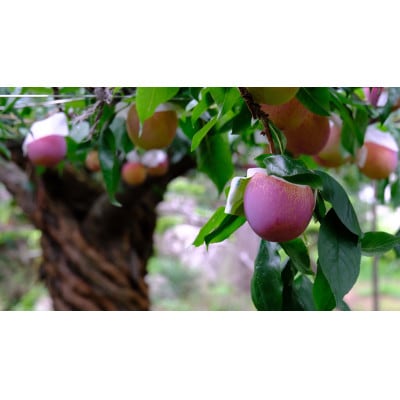 【先行予約2026年】南アルプス市産 貴陽 約3kg(12~15個入)