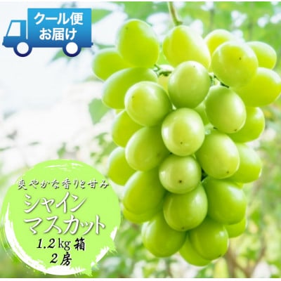 安心のクール便発送　シャインマスカット 1.2kg (2房)　山梨県南アルプス市