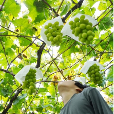 安心のクール便発送　シャインマスカット　4kg (6～8房)　山梨県南アルプス市