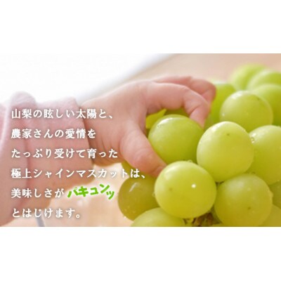 <2024年発送>山梨県産南アルプス市産 シャインマスカット 約1kg～1.2kg(2～3房)