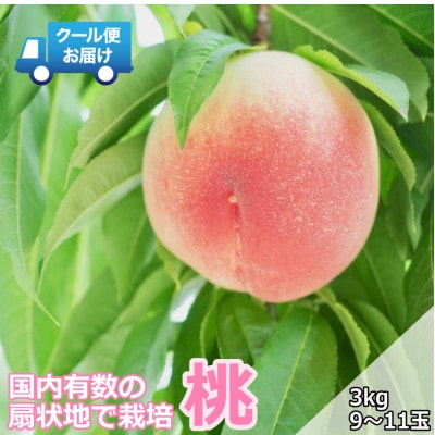 クール便　収穫当日に発送　桃　3kg(9～11玉)