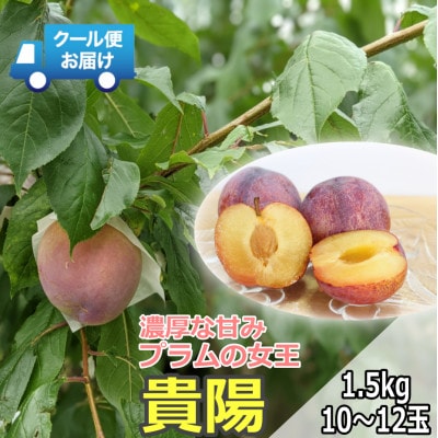 クール便　収穫当日に発送　プラムの女王　貴陽　1.5kg(10～12玉)