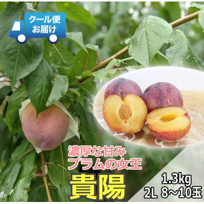 先行予約　2026クール便　収穫当日に発送　プラムの女王　貴陽　1.3kg　2Lサイズ　8～10玉