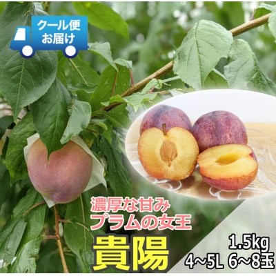 クール便　収穫当日に発送　プラムの女王　貴陽　1.5kg(4～5Lサイズ・6～8玉)