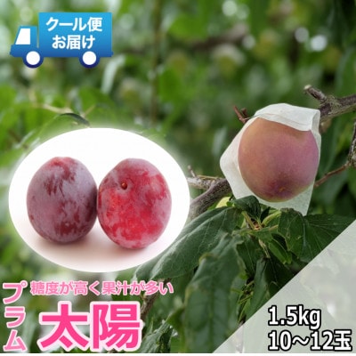 クール便　収穫当日に発送　プラム　太陽　1.5kg(10～12玉)