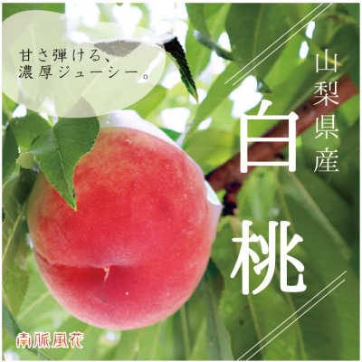 【先行予約】山梨県産 白桃 1.8kg相当 贈答 (ALPAJ018)