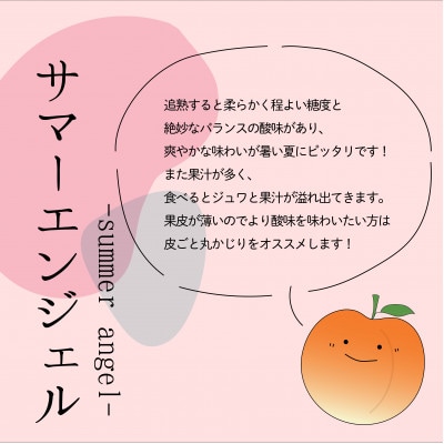 《★2026年度発送分先行予約》農家直送!すもも　サマーエンジェル約1.2kg　ALPAJ006