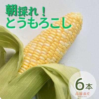 《2026年発送先行予約》南アルプス市産朝採れとうもろこし　6本　ALPAJ061
