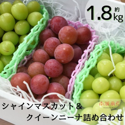 《2026年度発送》シャインマスカット&クイーンニーナ詰め合わせ約1.8kg　ALPAJ046