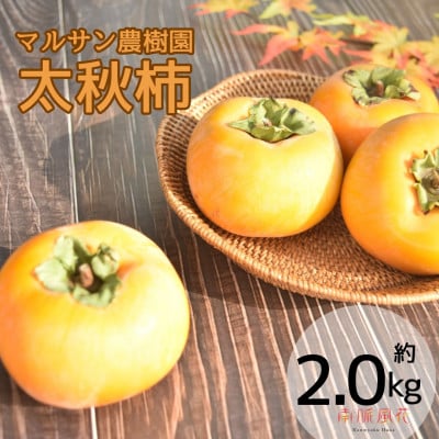 《2026年発送先行予約》マルサン農樹園　太秋柿2.0kg相当　ALPAJ050