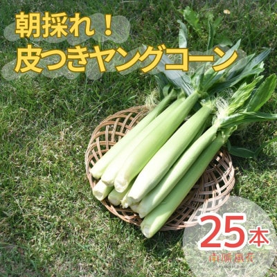 《2026年発送先行予約》南アルプス市産朝採れ皮つきヤングコーン25本　ALPAJ062