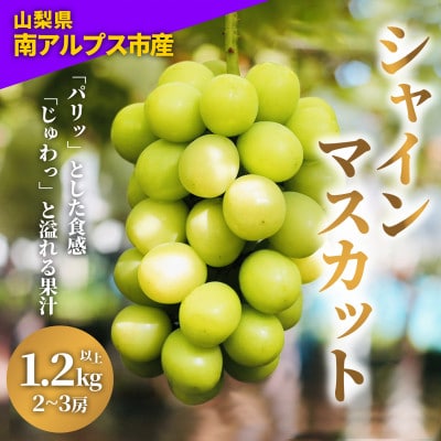 2025年度 山梨県産 朝どれ新鮮!キラキラ大粒!ご褒美シャインマスカット 1.2kg以上