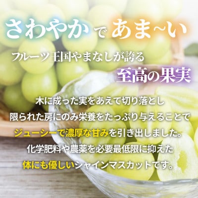 2025年度 山梨県産 朝どれ新鮮!キラキラ大粒!ご褒美シャインマスカット 1.2kg以上