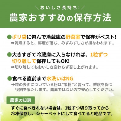 2025年度 山梨県産 朝どれ新鮮!キラキラ大粒!ご褒美シャインマスカット 1.2kg以上