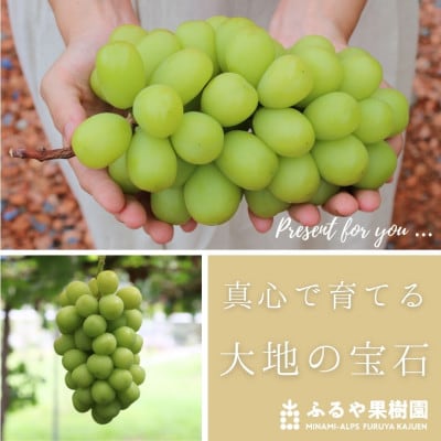 【令和7年先行予約】南アルプス市産シャインマスカット2房(約1.2kg) 8月下旬～9月下旬発送