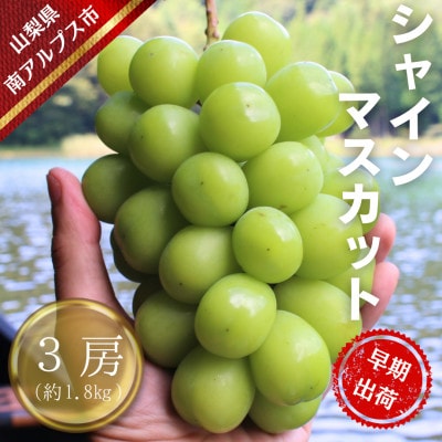 【令和8年先行予約】7月出荷!ハウス栽培南アルプス市産シャインマスカット3房(約1.8kg)