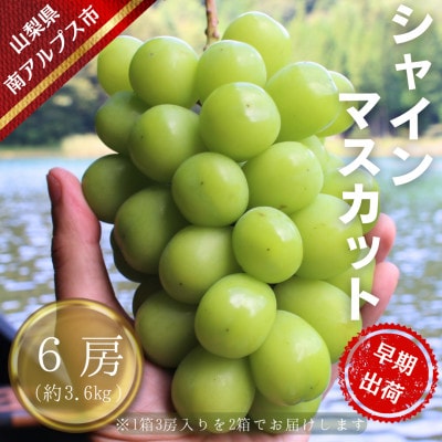 【令和8年先行予約】7月出荷!ハウス栽培南アルプス市産シャインマスカット6房(約3.6kg)