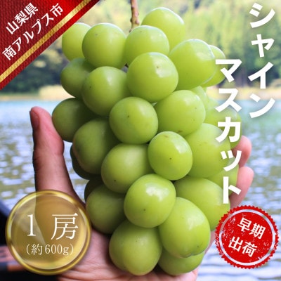 【令和9年先行予約】7月出荷!ハウス栽培南アルプス市産シャインマスカット1房(約600g)
