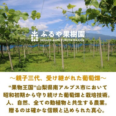【令和9年先行予約】7月出荷!ハウス栽培南アルプス市産シャインマスカット6房(約3.6kg)