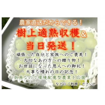 <2025年発送先行予約>自然に優しく美味しいシャインマスカット 1kg以上(2房入)