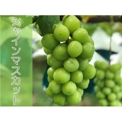 <2025年発送先行予約>自然に優しく美味しいシャインマスカット 1kg以上(2房入)